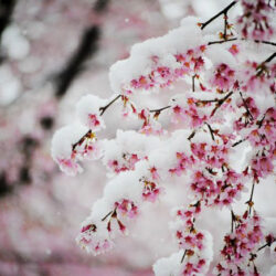 オノヤ 須賀川リフォームショールーム ブログ「雪桜」