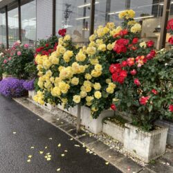 オノヤ 須賀川リフォームショールーム ブログ「雨の日」