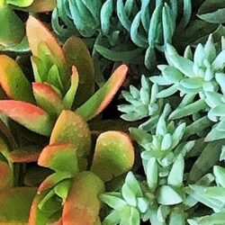 オノヤ 白河リフォームショールーム ブログ「MONO-yaに小さい植物入荷✨」