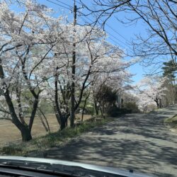 オノヤ 福島リフォームショールーム ブログ「現場廻りをしている途中に満開の桜」