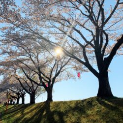 オノヤ 須賀川リフォームショールーム ブログ「さくら🌸釈迦堂川の桜も綺麗に咲いています♪」