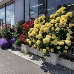 オノヤ 須賀川リフォームショールーム ブログ「須賀川店の花🌼」