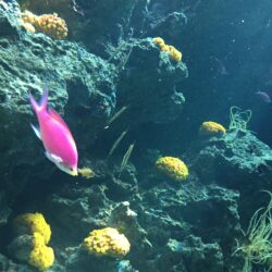 オノヤ 須賀川リフォームショールーム ブログ「癒しの水族館」