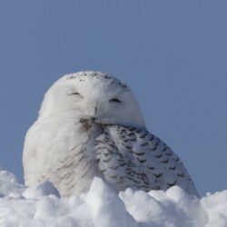 オノヤ 福島リフォームショールーム ブログ「雪が降り始めました」