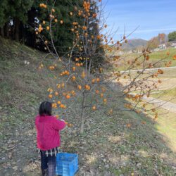 オノヤ 郡山リフォームショールーム ブログ「柿」