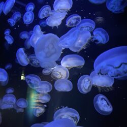 オノヤ 須賀川リフォームショールーム ブログ「水族館🐡」