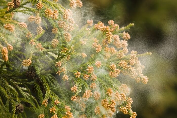 オノヤ 郡山リフォームショールーム ブログ「花粉の季節ですね⋯」