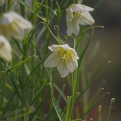 オノヤ 仙台泉リフォームショールーム ブログ「かわいいお花」