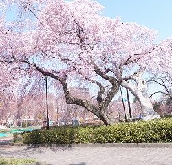 オノヤ 宮城野リフォームショールーム ブログ「仙台でもいよいよ桜が咲き始めました」