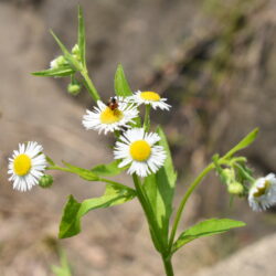 オノヤ 仙台泉リフォームショールーム ブログ「花と虫」