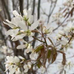 オノヤ 仙台南リフォームショールーム ブログ「花咲きました」