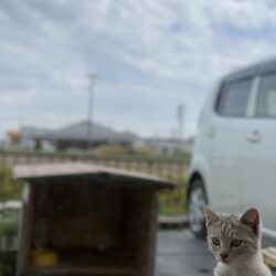 オノヤ 仙台南リフォームショールーム ブログ「子猫」