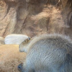 オノヤ 仙台南リフォームショールーム ブログ「どうぶつ園」