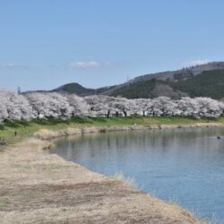 オノヤ 仙台南リフォームショールーム ブログ「桜の季節 -暖かい日が続き春の始まりを感じますね-」