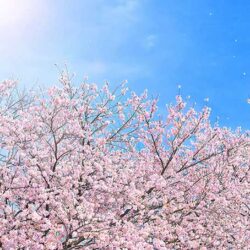 オノヤ 仙台南リフォームショールーム ブログ「桜の季節」