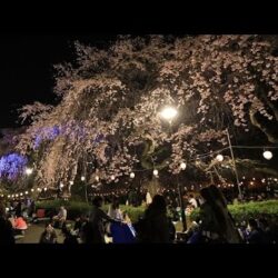 オノヤ 宮城野リフォームショールーム ブログ「近くの公園へお花見に」