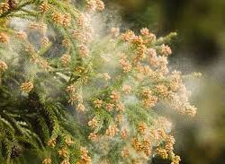 オノヤ 宇都宮宝木リフォームショールーム ブログ「花粉の季節」